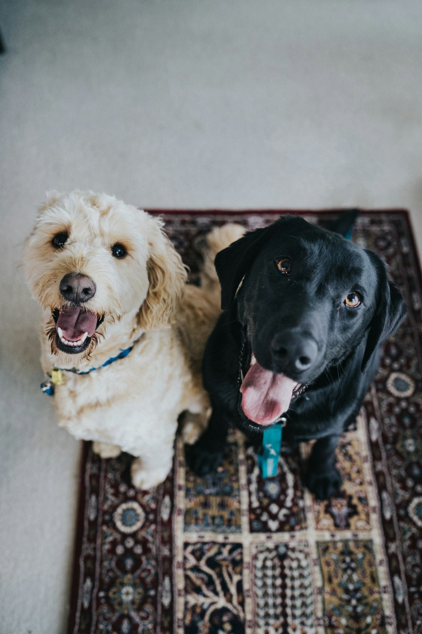 Como selecionar a melhor foto do seu pet para um quadro personalizado