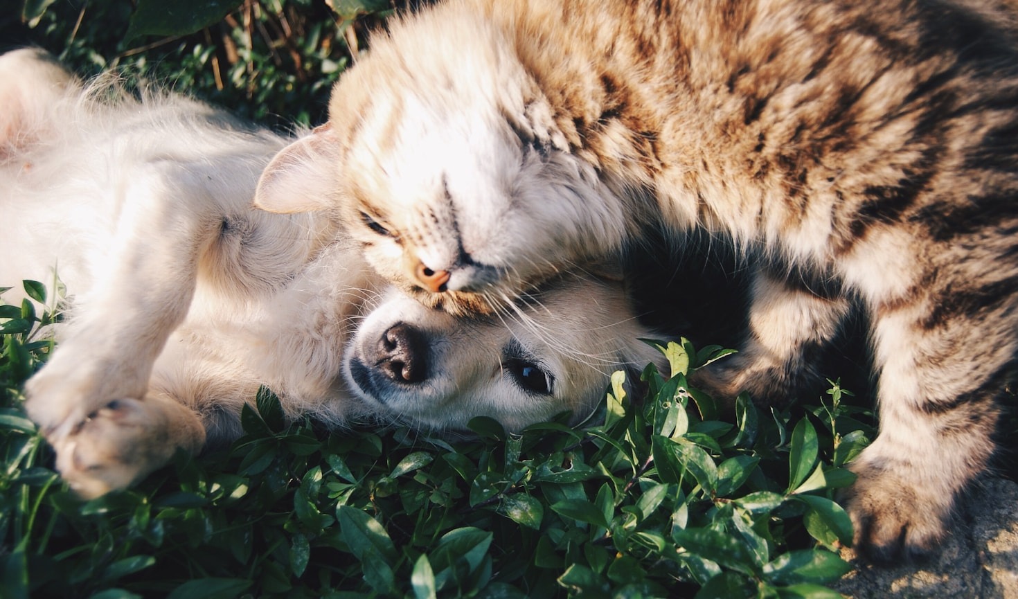 Transforme seu amor por cães e gatos em decoração para o lar