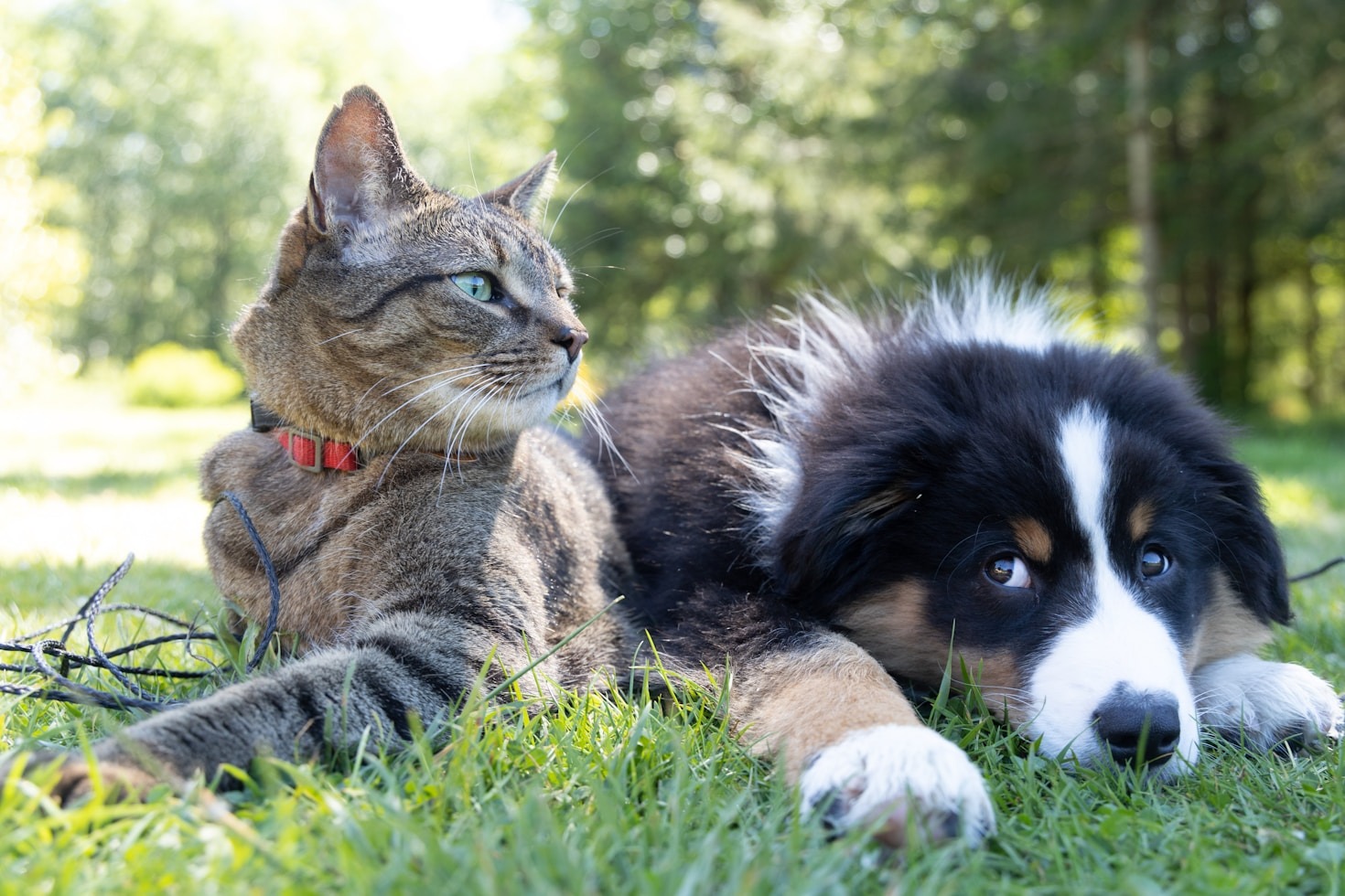 Por que os quadros de pets são os presentes perfeitos