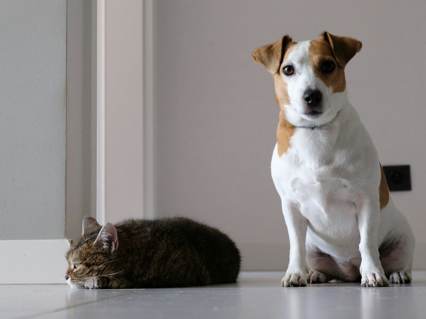 Tendências de decoração: quadros de pets como destaque