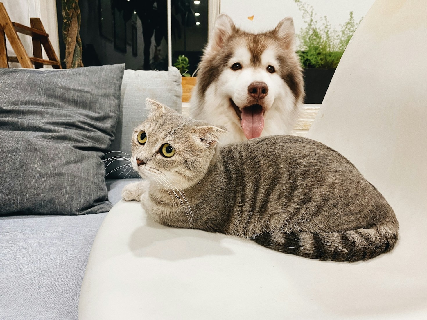 Cuidados ao encomendar quadros personalizados de animais